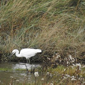 Little Egret - Norfolk Broads Oct 17