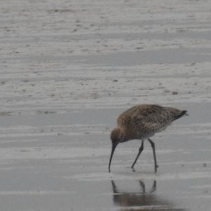 Eurasian Curlew - Norfolk Broads Oct 17