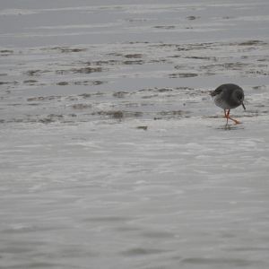 Redshank? - Norfolk Broads Oct 17