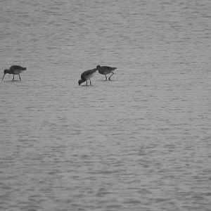ID - Norfolk Broads Oct 17
