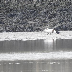 Common Shelduck? - Norfolk Broads Oct 17