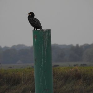 Great Cormorant - Norfolk Broads Oct 17