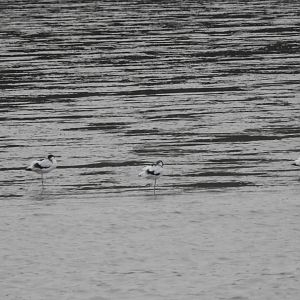 Pied Avocets - Norfolk Broads Oct 17