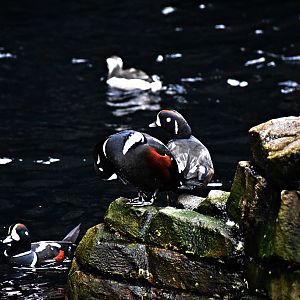 Harlequin duck