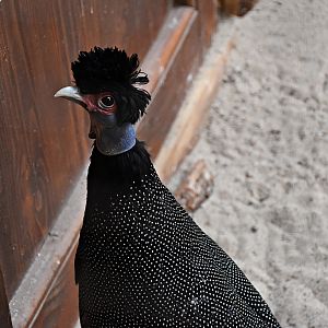 Crested guineafowl