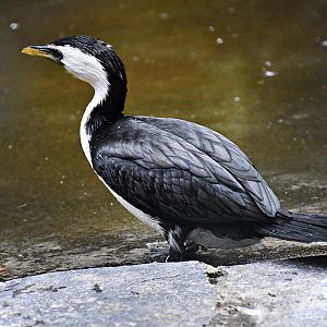 Little pied cormorant