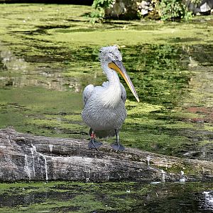 Dalmatian pelican