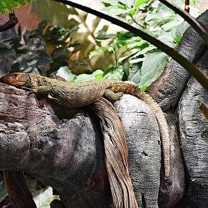 The Northern Caiman Lizard