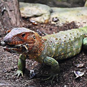 The Northern Caiman Lizard
