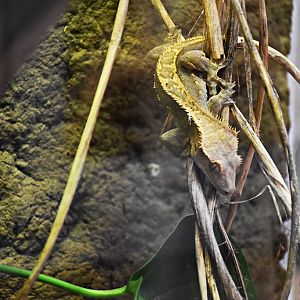 Crested gecko