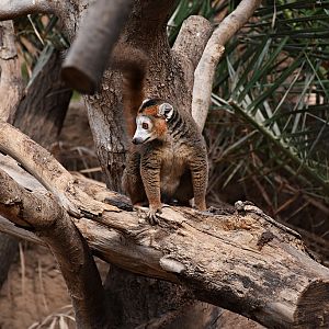 Crowned Lemur