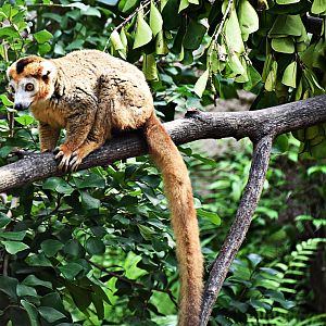 Crowned Lemur