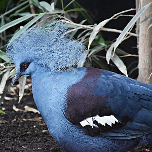 Victoria crowned pigeon