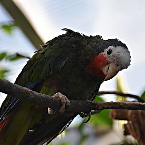 Cuban amazon