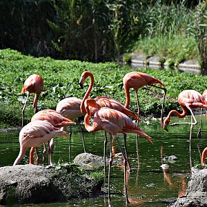 Chilean flamingo & American flamingo
