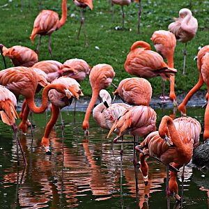 American flamingo & Chilean flamingo