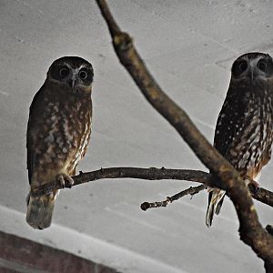 Morepork