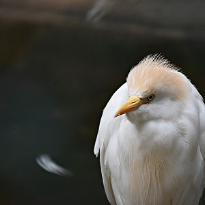 Cattle egret