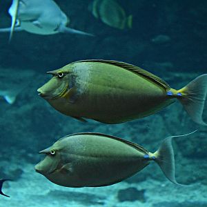 Bluespine unicornfish