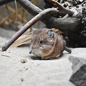 round-eared sengi