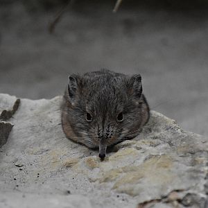 round-eared sengi