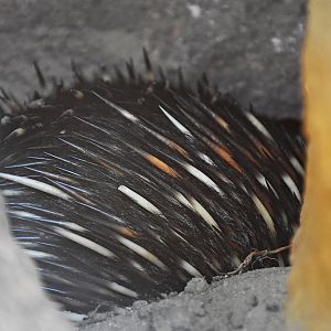 Short-beaked echidna
