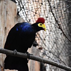 Ross's turaco