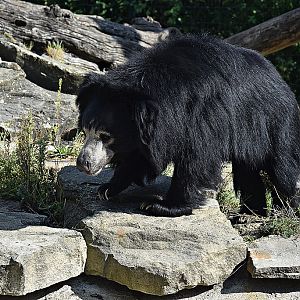 Sloth bear