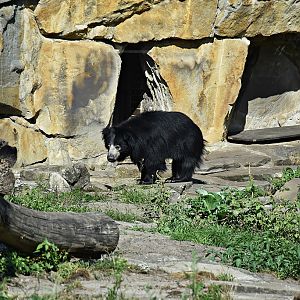 Sloth bear
