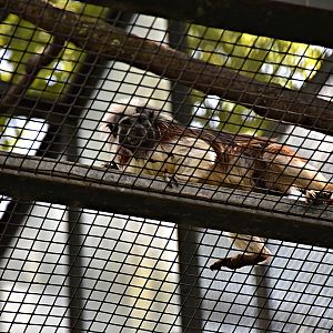 Cotton-top tamarin