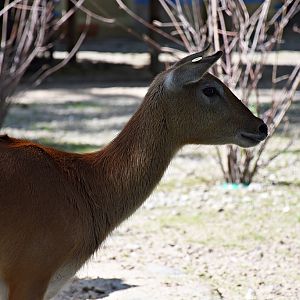 Lechwe