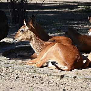 Lechwe