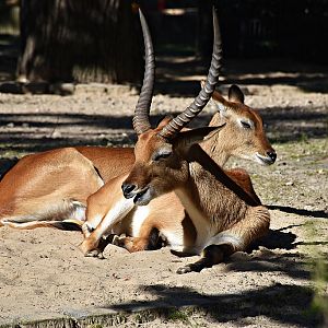 Lechwe