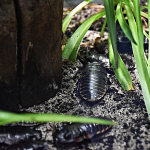 Madagascar hissing cockroach