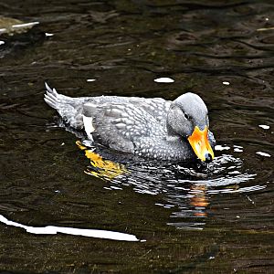 Fuegian steamer duck