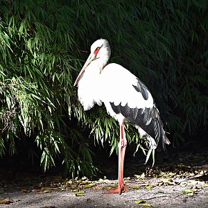 Maguari stork
