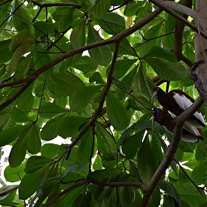 Madagascar Crested Ibis