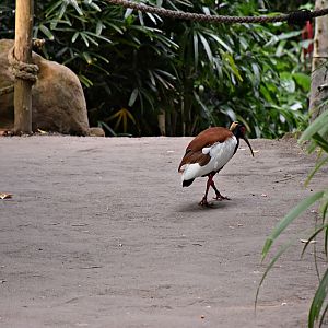 Madagascar Crested Ibis
