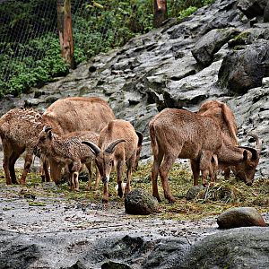 Barbary sheep