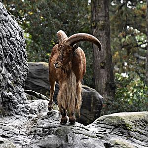 Barbary sheep
