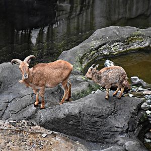 Barbary sheep