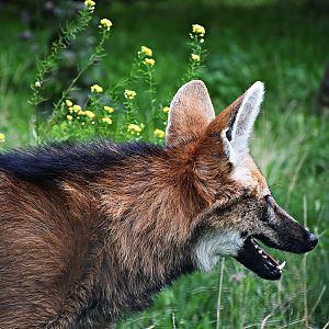 Maned wolf
