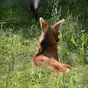 Maned wolf