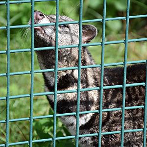 Malayan civet