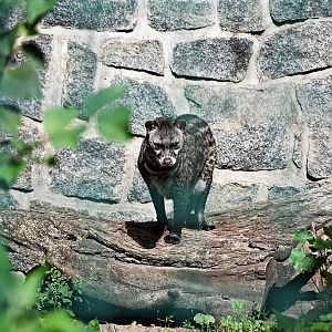 Malayan civet