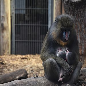 Mandrill