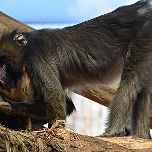 Mandrill