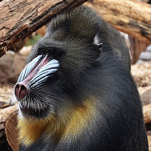 Mandrill