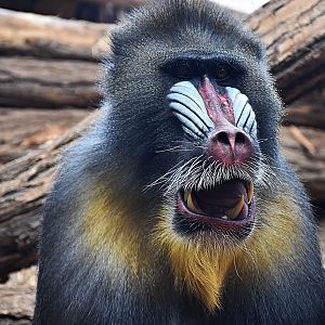 Mandrill