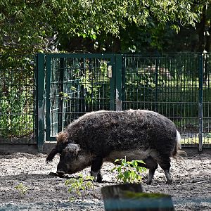 Mangalica